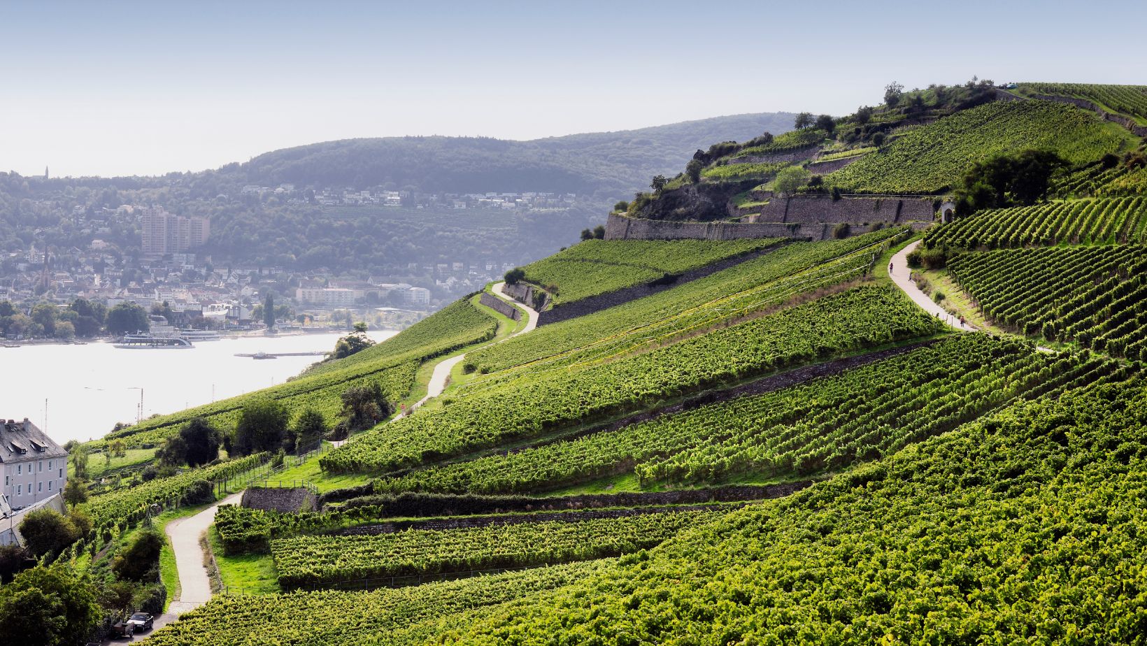 Rheingau Weinanbaugebiet