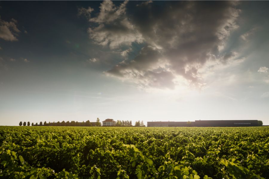 Blick über die Weinberge auf das Weingut Markus Schneider