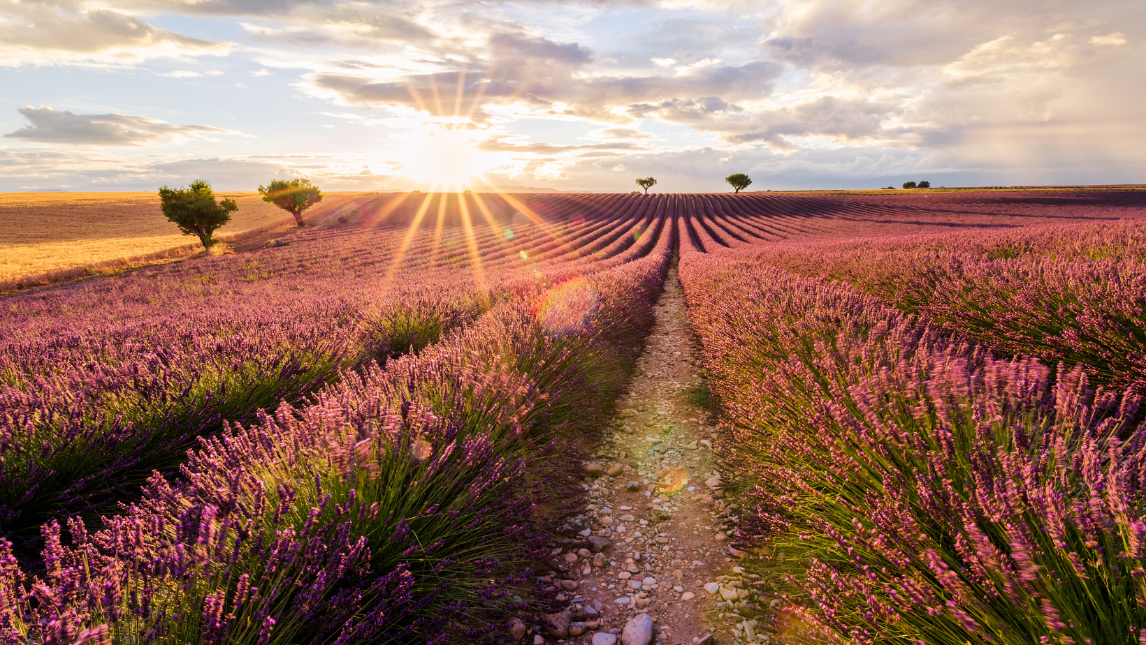 Provence lavendelfeld