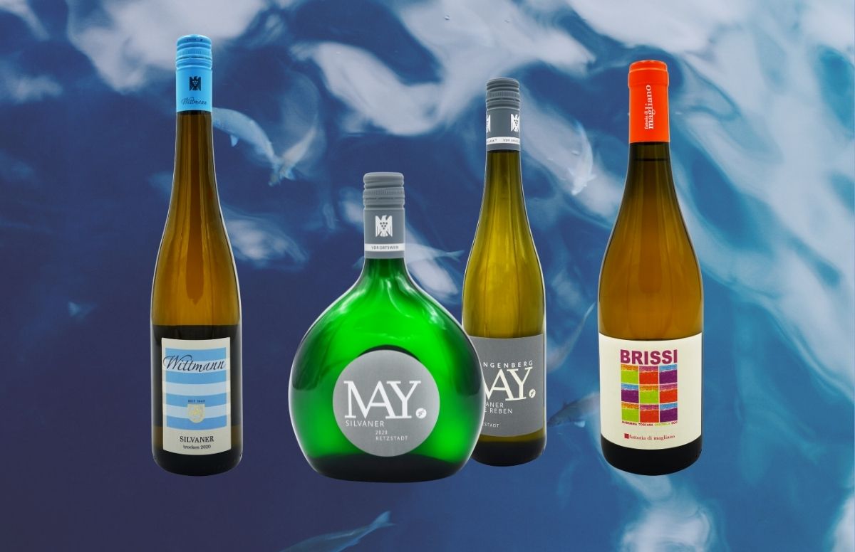 Weinauswahl zu Karpfen blau-Silvaner-May, Weingut Wittmann-Silvaner