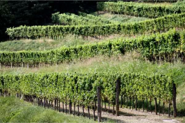 Chardonnay-Rebzeilen im Collio, terassenförmig angelegt