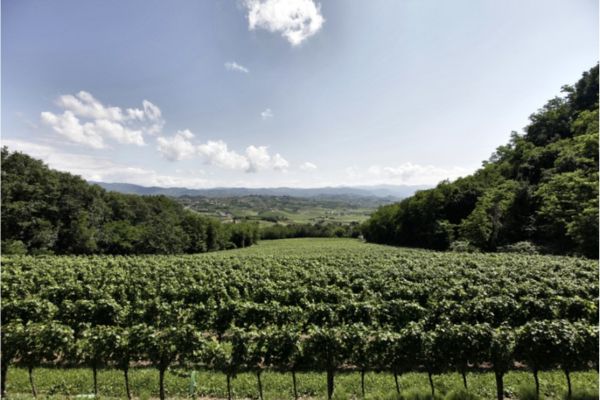 Blick auf die Weinregion Collio