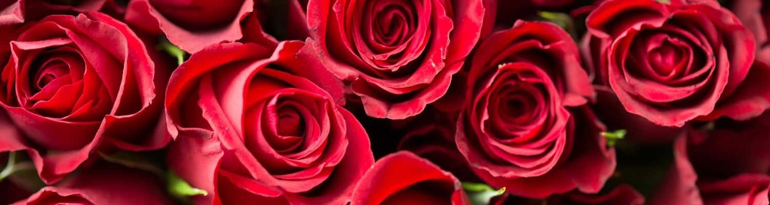 Valentins Tag - rote Rosen