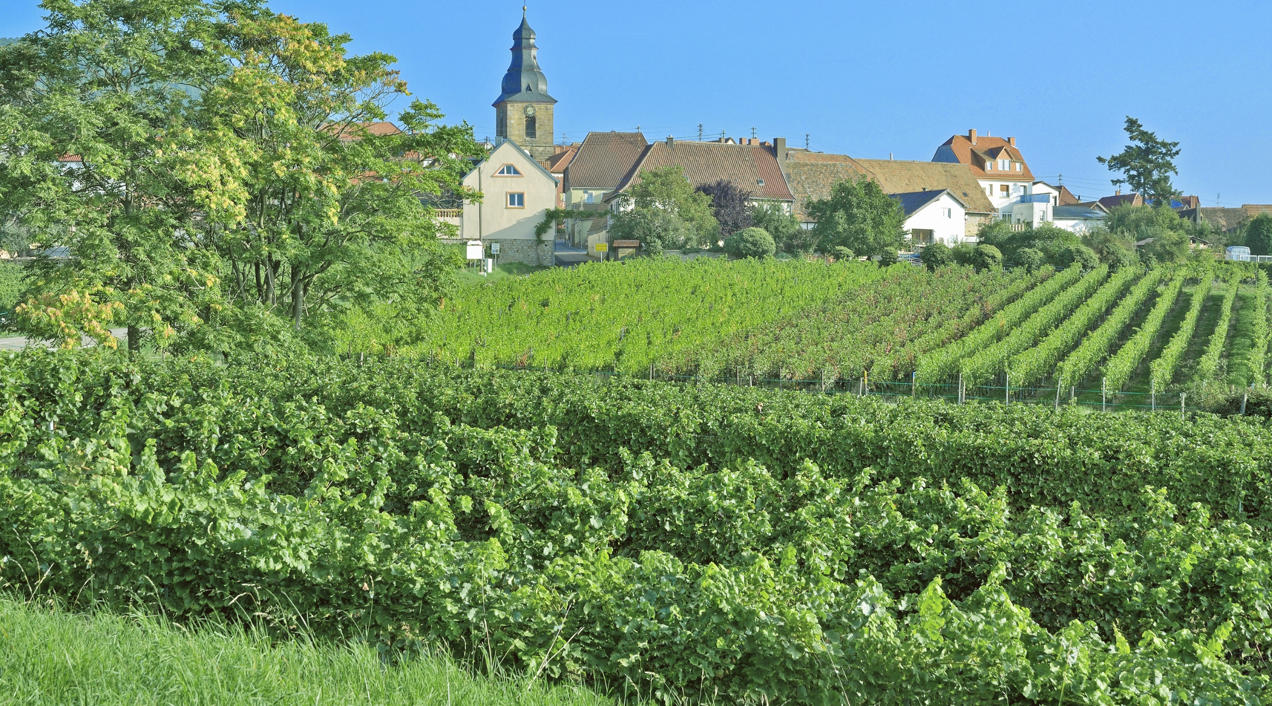 Pfalz Weinbauregion